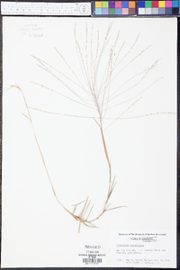 Gymnopogon brevifolius image