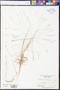 Gymnopogon brevifolius image