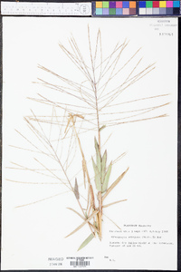 Gymnopogon ambiguus image