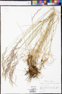 Festuca rubra image