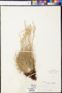 Festuca ovina image