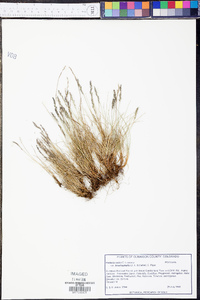 Festuca brachyphylla image