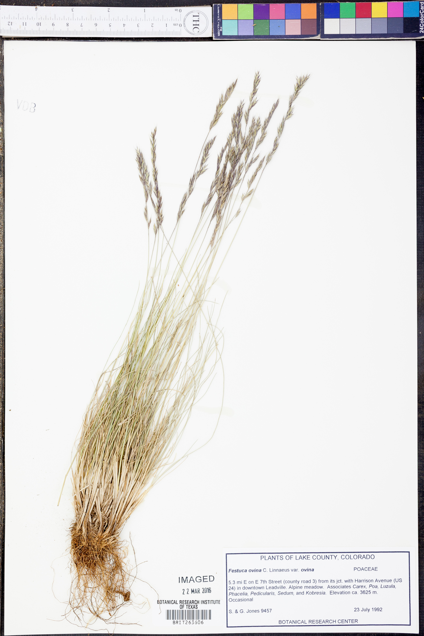 Festuca ovina var. ovina image