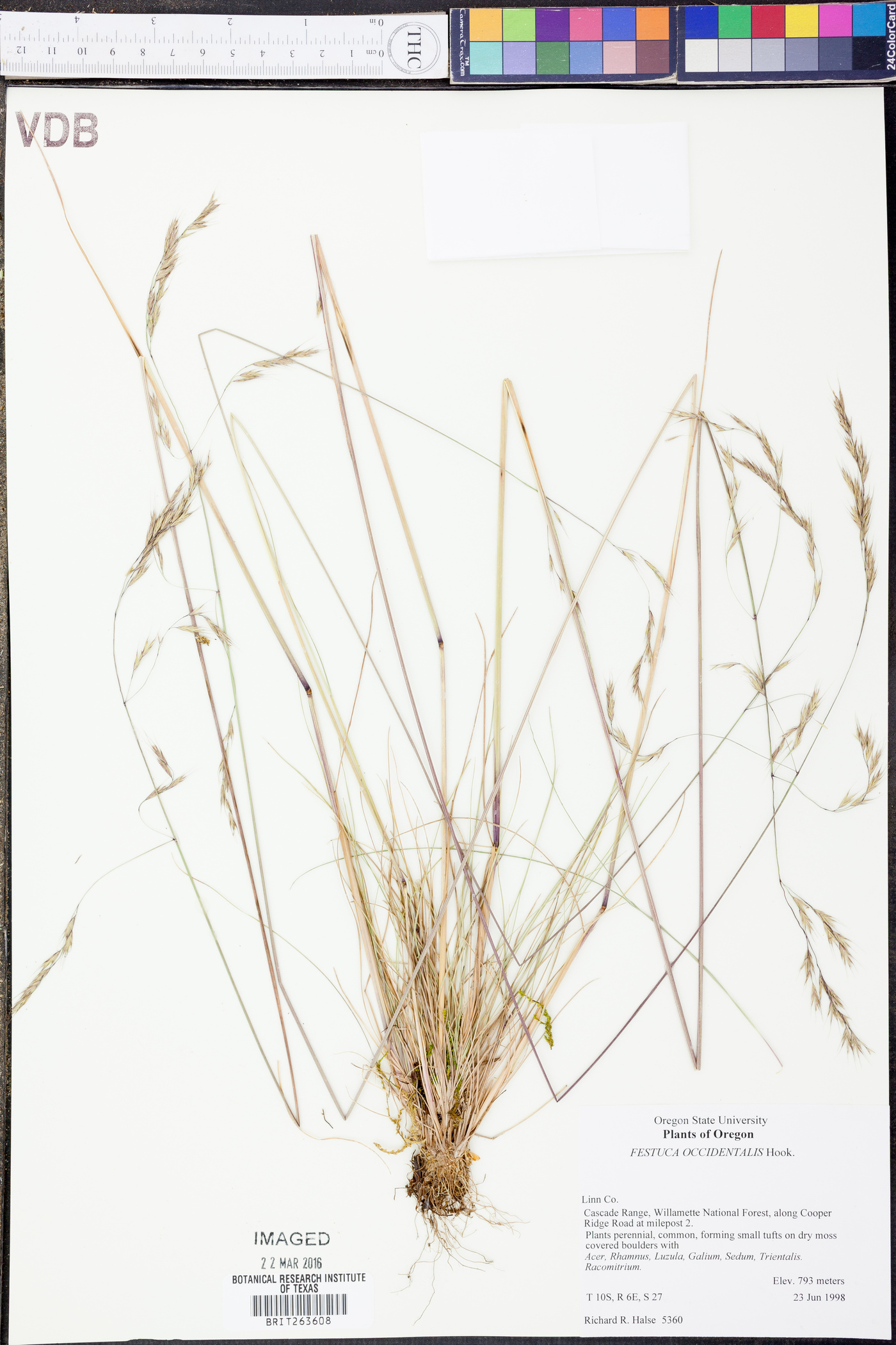 Festuca occidentalis image