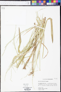 Glyceria arkansana image