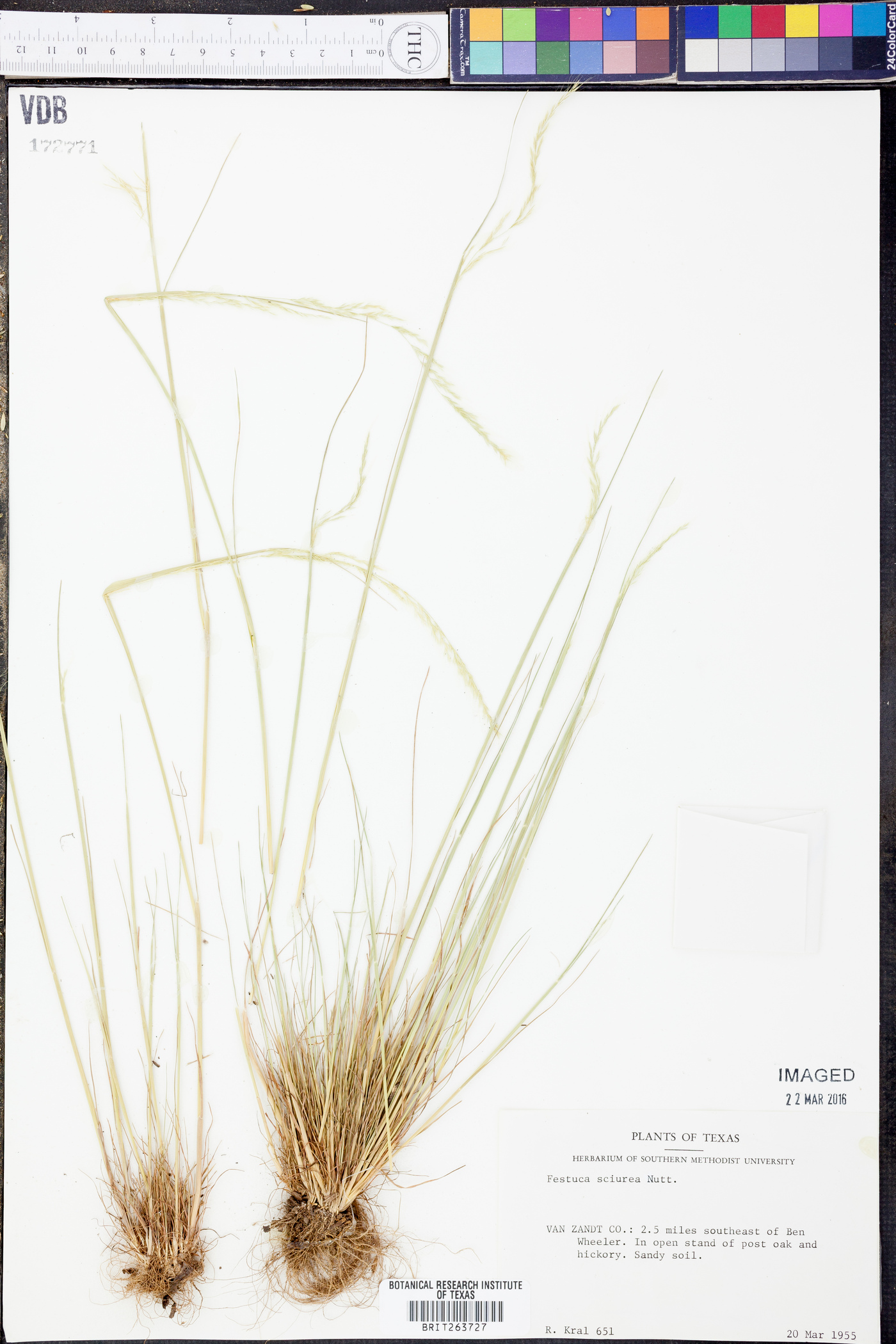 Festuca sciurea image