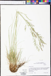 Festuca rubra image