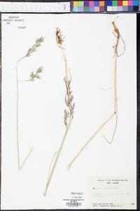 Festuca rubra image