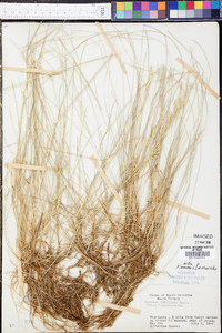 Festuca rubra image