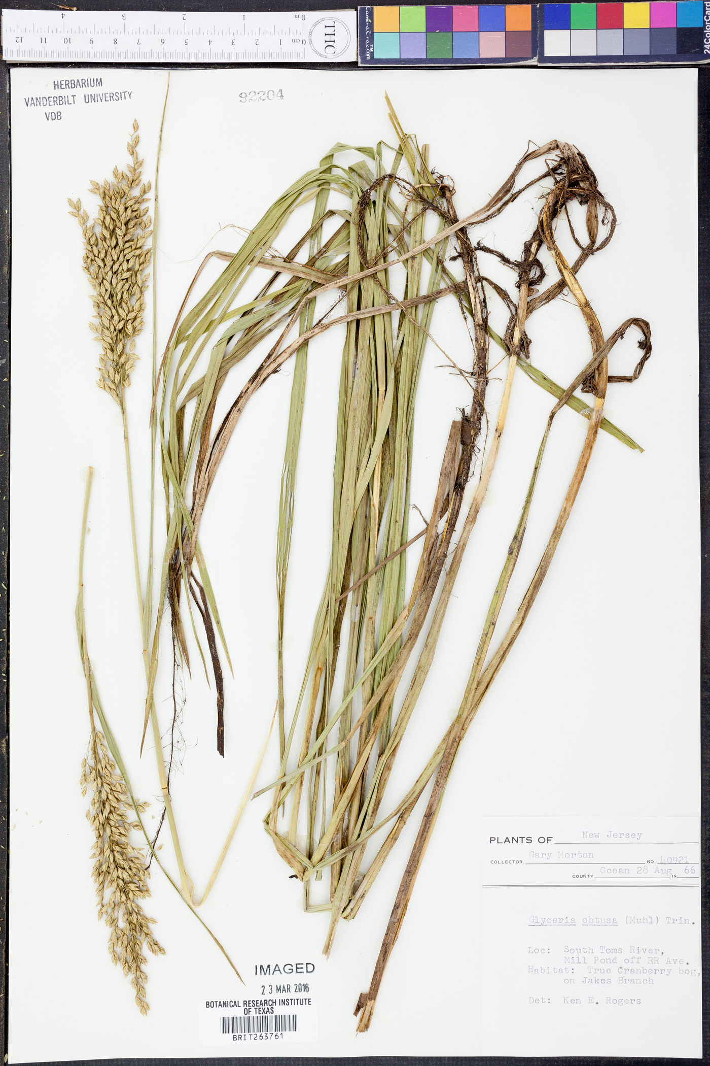 Glyceria obtusa image