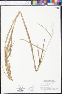 Glyceria pallida image