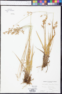 Anthoxanthum nitens image