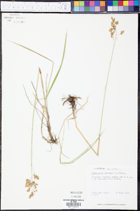 Anthoxanthum nitens image