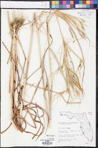 Heteropogon melanocarpus image