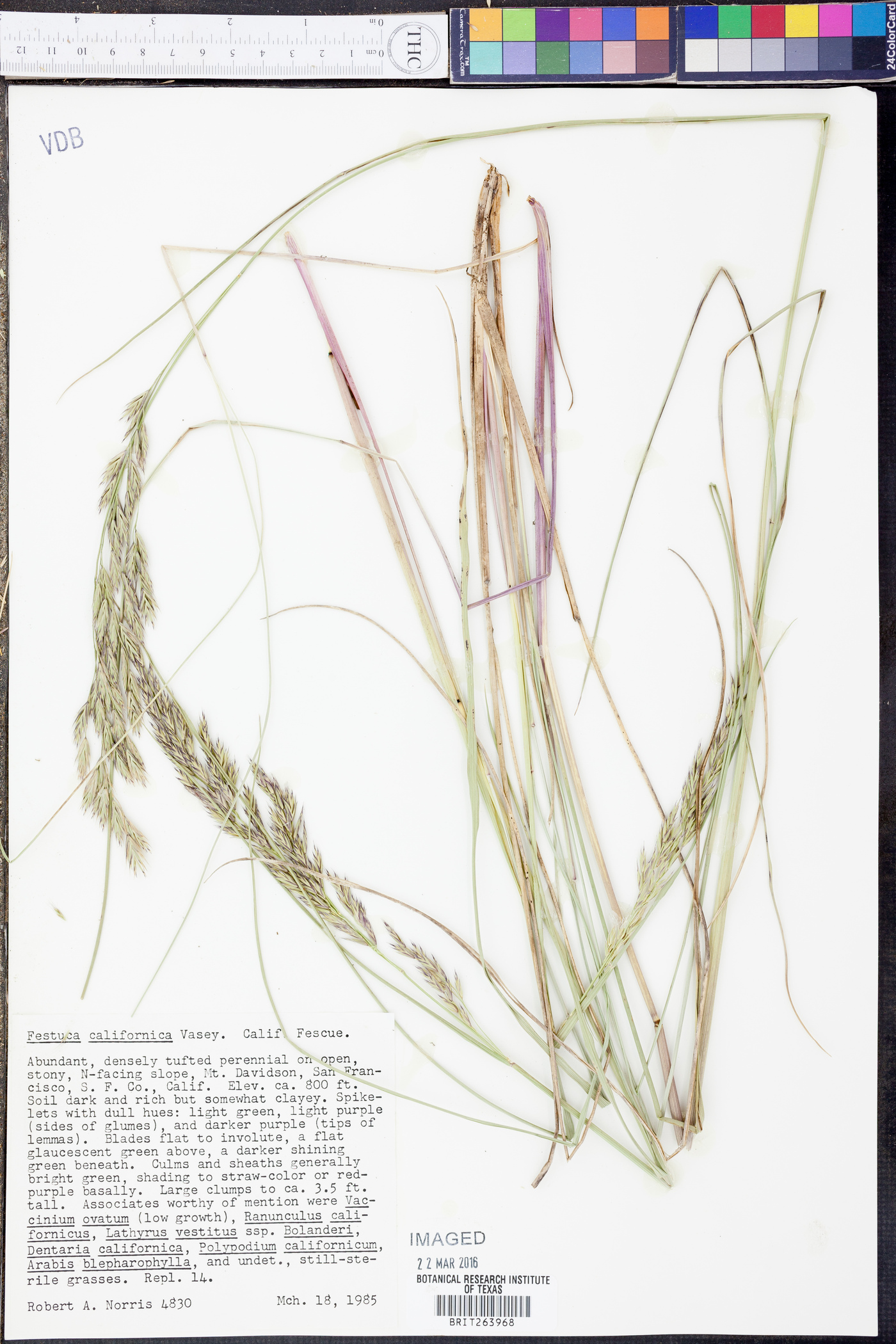 Festuca californica image