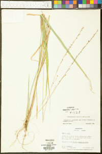 Chasmanthium laxum image