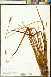 Xyris stricta image