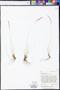 Festuca saximontana var. saximontana image