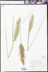 Glyceria obtusa image