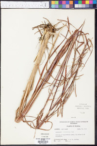 Manisuris tuberculosa image