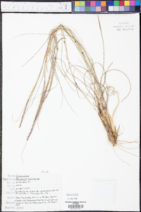 Manisuris cylindrica image