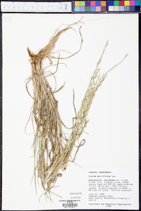 Lolium perenne subsp. multiflorum image