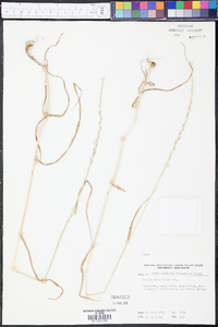 Lolium perenne subsp. multiflorum image