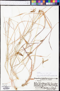 Hyparrhenia rufa image