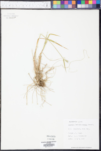 Hordeum brachyantherum image