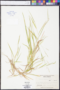 Leersia virginica image