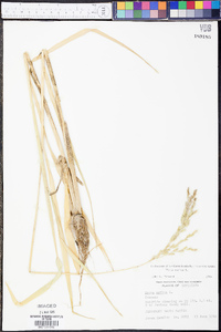 Oryza sativa image