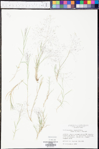 Muhlenbergia asperifolia image