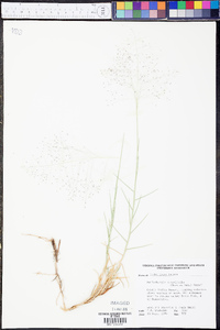 Muhlenbergia asperifolia image