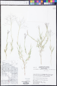 Muhlenbergia arenacea image