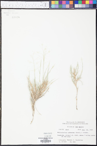 Muhlenbergia arenacea image