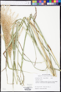 Miscanthus sinensis image