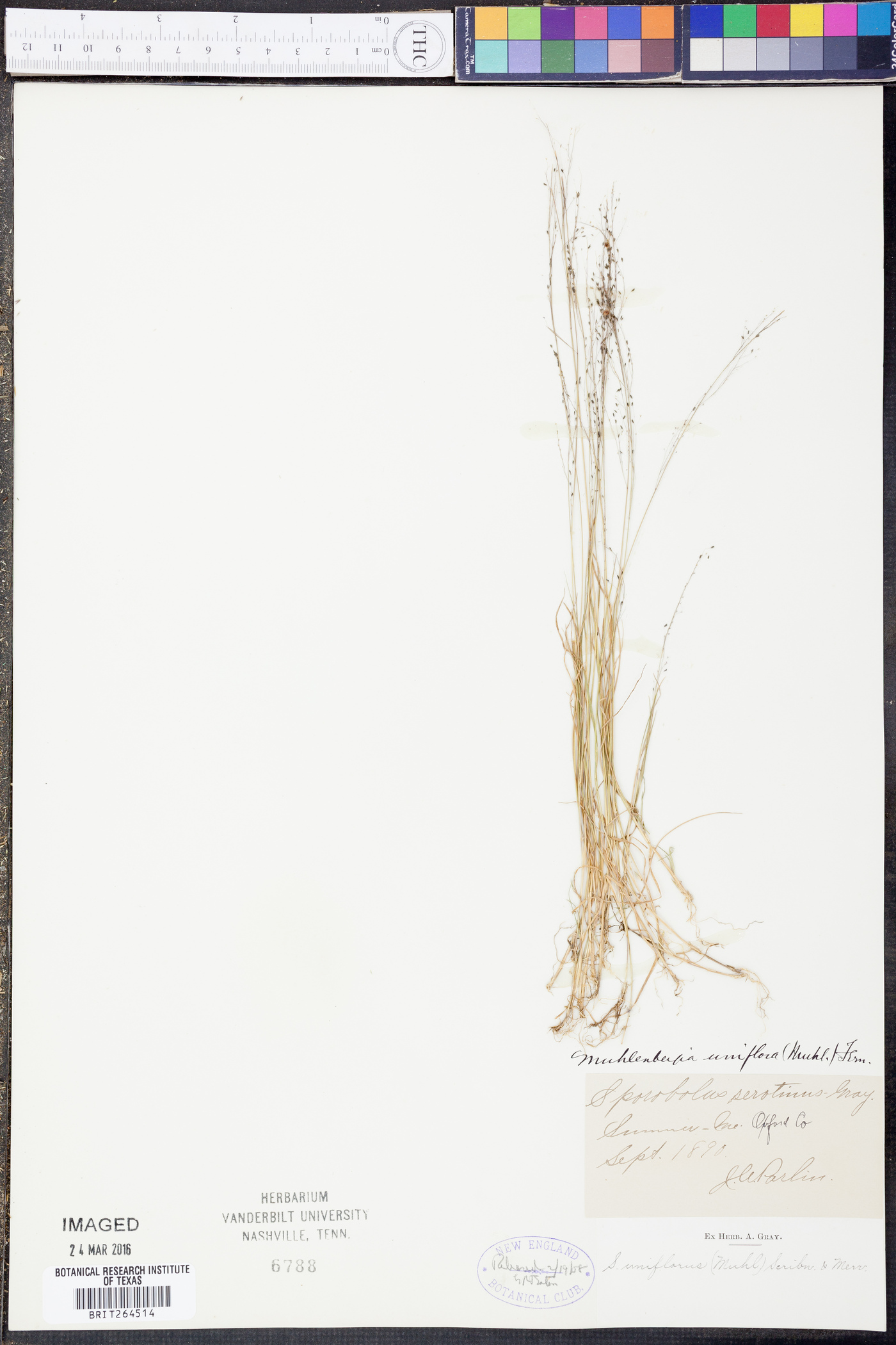 Muhlenbergia uniflora image