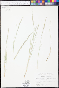 Muhlenbergia wrightii image