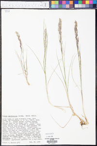 Melica californica image