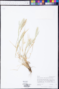 Hordeum murinum image