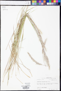 Imperata brasiliensis image