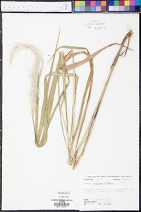 Imperata cylindrica image