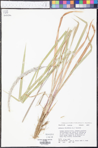 Imperata cylindrica image