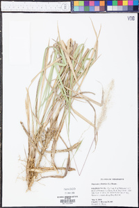 Imperata cylindrica image