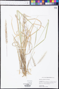 Imperata cylindrica image