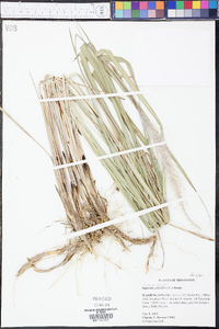 Imperata cylindrica image