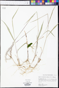 Imperata cylindrica image