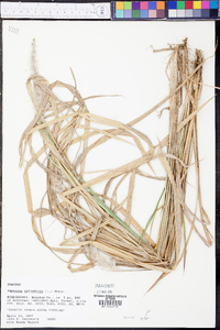 Imperata cylindrica image