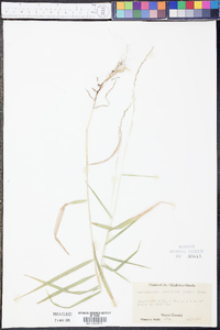 Muhlenbergia sobolifera image