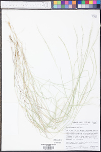 Muhlenbergia spiciformis image